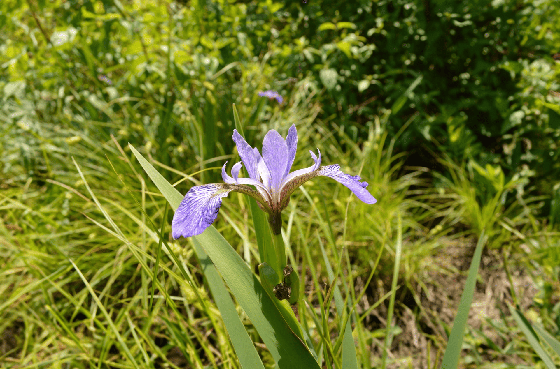 Biodiversität bewahren mit VOSKER: Das Institut des territoires an vorderster Front