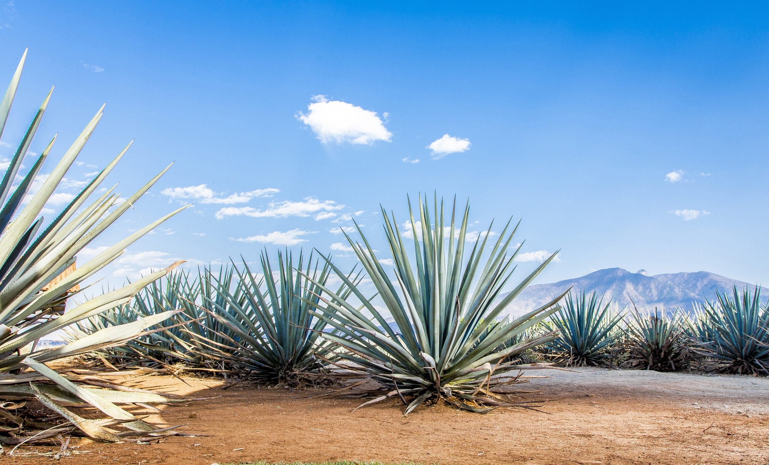 Deterring Thefts in Mexican Agave Plantations