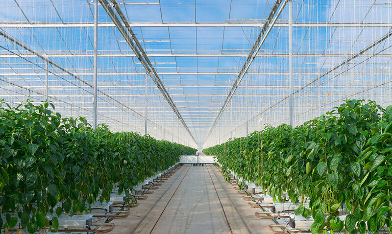 S&eacute;curit&eacute; et croissance: L&rsquo;approche novatrice d&rsquo;AGRITECTURE avec les cam&eacute;ras VOSKER